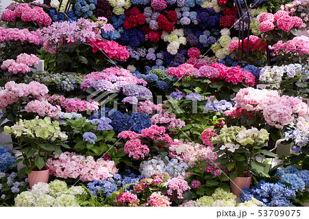 栃木市　とちぎ花センター　アジサイ（新品種） 53709075