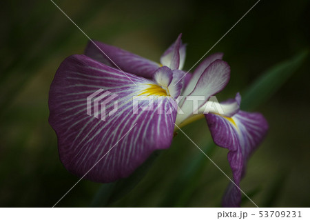 ボケる花菖蒲 ボケる花菖蒲 53709231