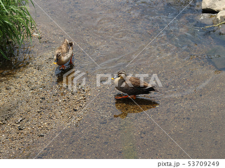 二羽のカモ 53709249