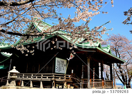 小樽市水天宮の桜と拝殿 53709263