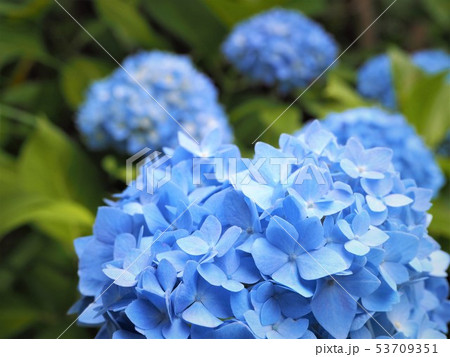 青い紫陽花　初夏の花 53709351