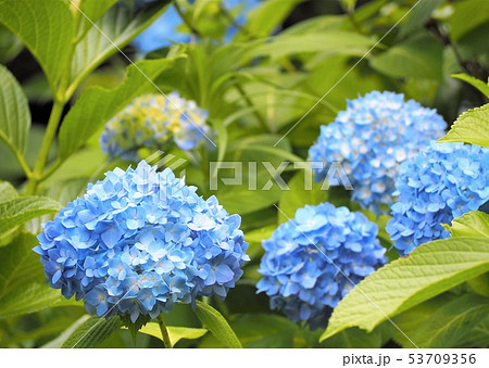 青い紫陽花　初夏の花 53709356