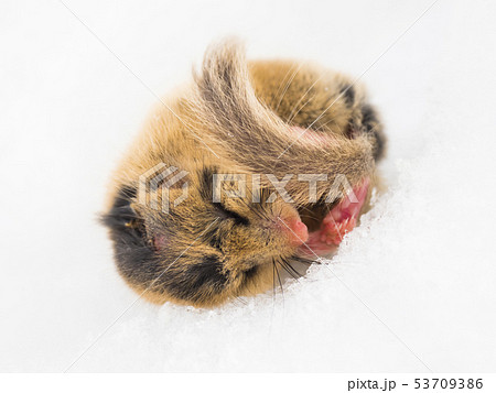 雪上で眠っていたヤマネ 雪上で眠っていたヤマネ 53709386
