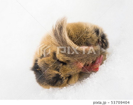 雪上で眠っていたヤマネ 53709404