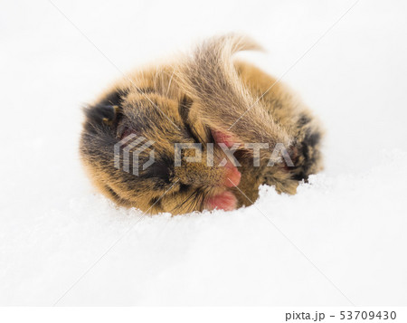 雪上で眠っていたヤマネ 雪上で眠っていたヤマネ 53709430