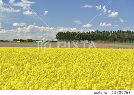 菜の花畑 菜の花畑 53709763