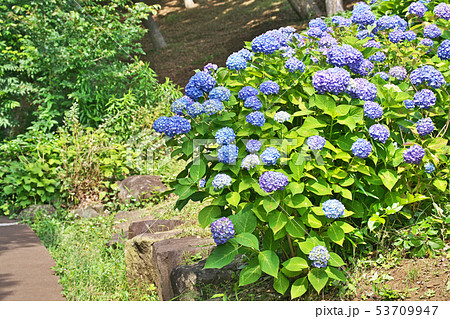 青いアジサイの花 青いアジサイの花 53709947