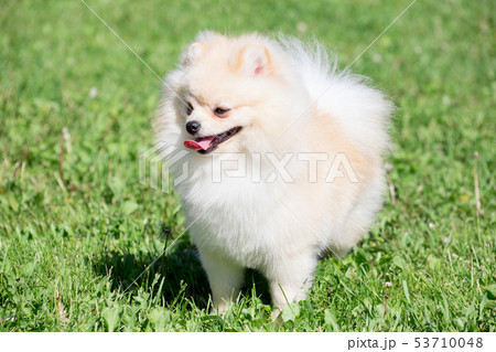 Cute pomeranian spitz puppy on a spring meadow. 53710048