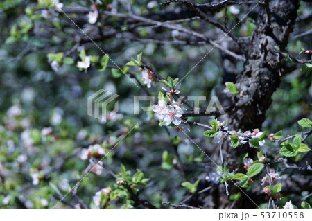 梅桃 ユスラウメ 花言葉は 輝き の写真素材