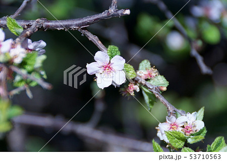 梅桃 ユスラウメ 花言葉は 輝き の写真素材