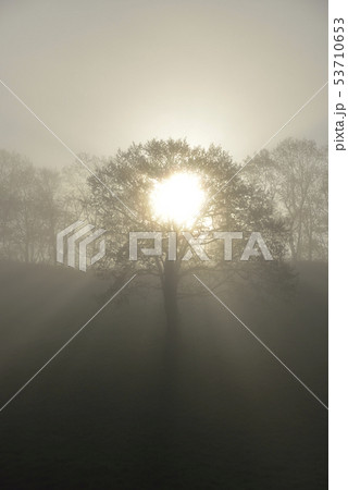 朝陽と一本の木 53710653