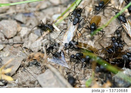 クロオオアリの巣 クロオオアリの巣 53710688