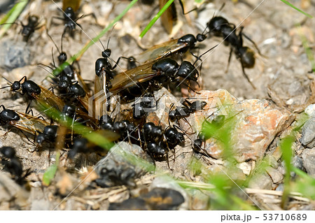 クロオオアリの巣 53710689
