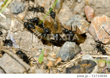 クロオオアリの巣 53710690