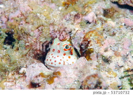 モンツキカエルウオ 53710732