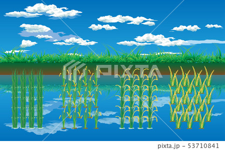 landscape of rice field in th daytime 53710841