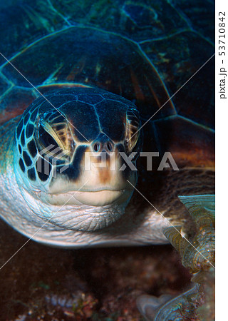 海亀　慶良間 53710842