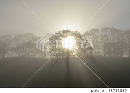 朝陽と木 53711089