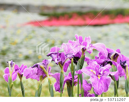 花菖蒲　カラフルな花々　菖蒲園 53711207