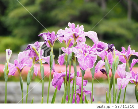 花菖蒲 カラフルな花々 菖蒲園 花菖蒲 カラフルな花々 菖蒲園 53711210