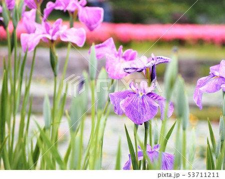 花菖蒲　カラフルな花々　菖蒲園 53711211