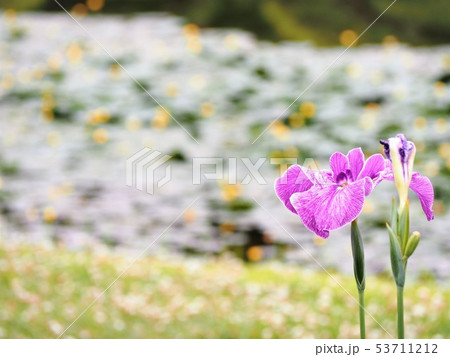 花菖蒲 カラフルな花々 菖蒲園 花菖蒲 カラフルな花々 菖蒲園 53711212