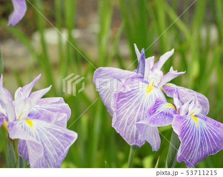 花菖蒲 カラフルな花々 菖蒲園 花菖蒲 カラフルな花々 菖蒲園 53711215