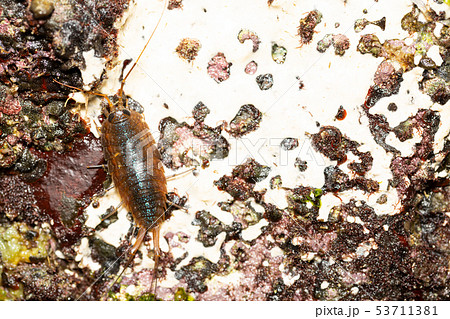 フナムシ 53711381