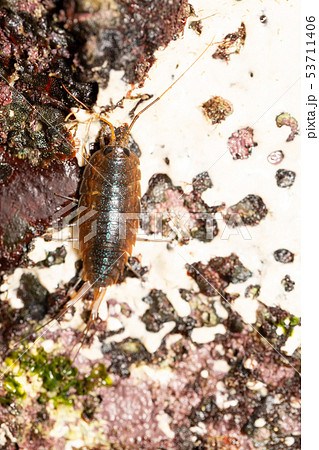 フナムシ フナムシ 53711406