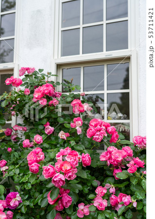 薔薇の花と白い窓 6月の写真素材
