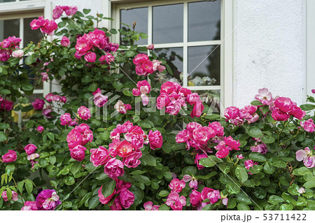 薔薇の花と白い窓 6月の写真素材