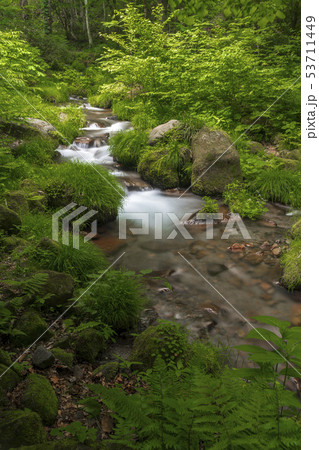 奥大山 木谷沢渓流 6月 奥大山 木谷沢渓流 6月 53711449