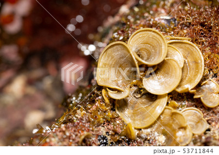 ウミウチワ 53711844