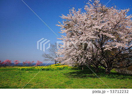 竹田市　春　桜咲く岡城址 53712232