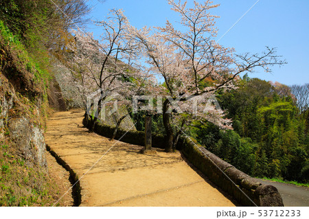 竹田市　春　桜咲く岡城址 53712233