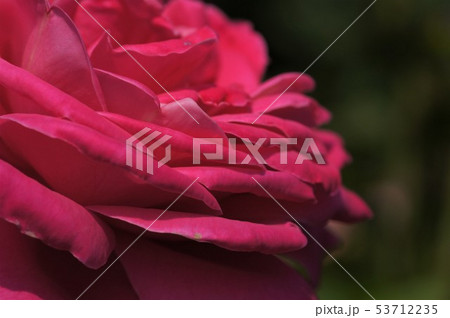 薔薇の横顔 53712235