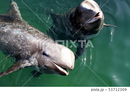 ハナゴンドウ 53712309