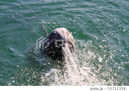 ハナゴンドウ 53712358