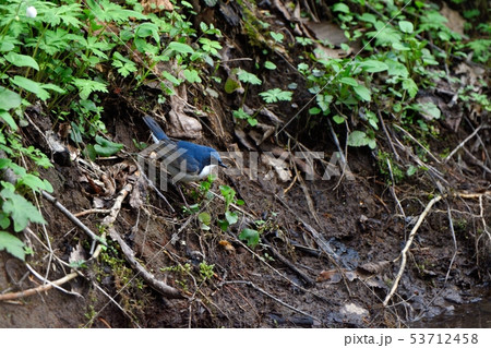 虫を探すコルリ 53712458