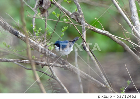 枝に留まるコルリ 53712462