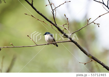枝に留まるコルリ 53712465