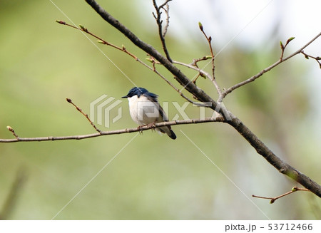 枝に留まるコルリ 53712466