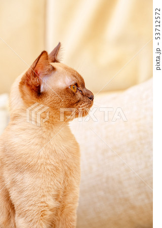 Burmese cat kitty color chocolate, is a breed of Burmese cat kitty color chocolate, is a breed of 53712572