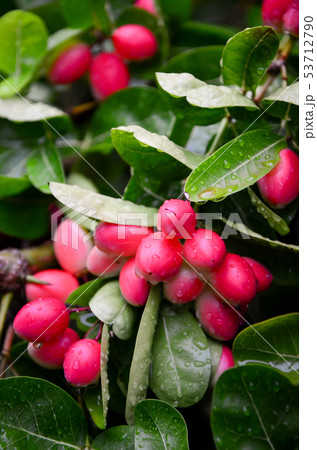 Carunda fruit herb in Thailand 53712790