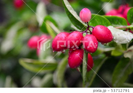 Carunda fruit herb in Thailand 53712791