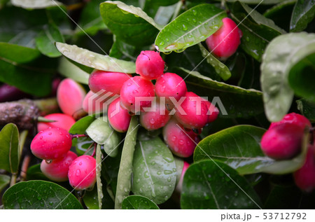 Carunda fruit herb in Thailand 53712792