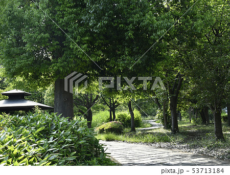 日本の横浜都市景観　緑道「くさぶえのみち」 53713184