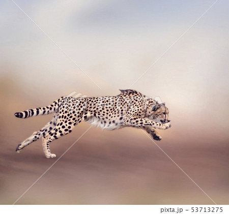Cheetah Running 53713275