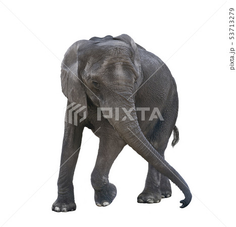 Young elephant playing on white background Young elephant playing on white background 53713279