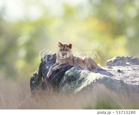 female African Lion  resting 53713280